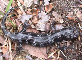 Marbled Salamander